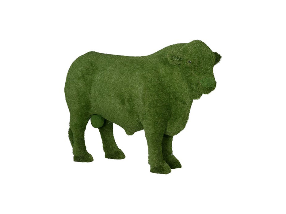 Angus Bull