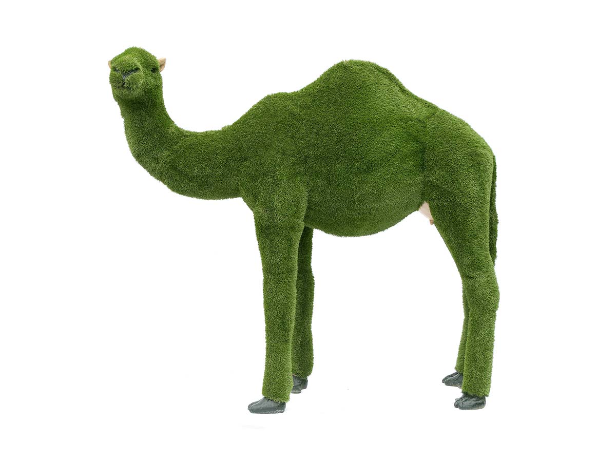 Dromedário Pequeno
