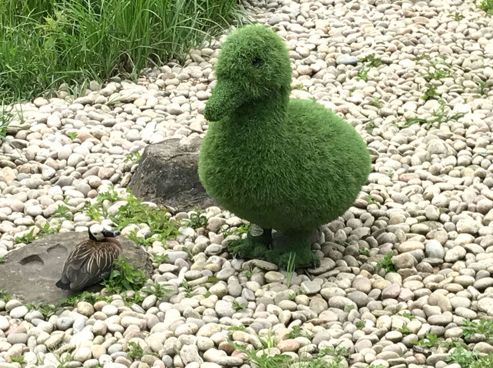 Duck - Image 2