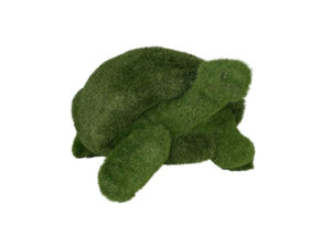 Tortoise